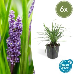 Liriope muscari “Big Blue” (6 Stück) | Lilientraube | +/- 10–25cm | ø 9cm