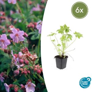 Geranium macrorrhizum (6 Stück) | Balkan-Storchschnabel | +/- 10-25cm | ø 9cm