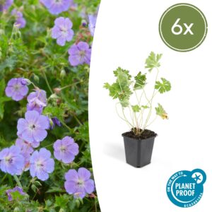 Geranium “Rozanne” (6 Stück) | Storchschnabel | +/- 10-25cm | ø 9cm