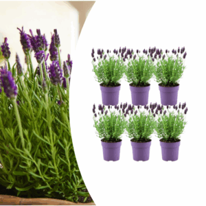 Lavandula stoechas “Anouk” (6 Stück) | Schopflavendel | +/- 25cm | ø 12cm