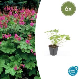 Geranium macrorrhizum “Czakor” (6 Stück) | Balkan-Storchschnabel | +/- 10-25cm | ø 9cm