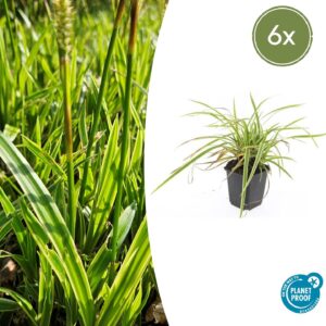 Carex morrowii “Aureovariegata” (6 Stück) | Japan-Segge | +/- 10-25cm | ø 9cm