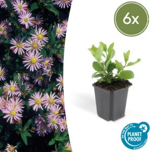 Aster ageratoides "Asran" (6 Stück) | Japanische Herbstaster | +/- 10-25cm | ø 9cm