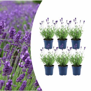 Lavandula angustifolia “Felice” (6 Stück) | Echter Lavendel | +/- 25cm | ø 12cm