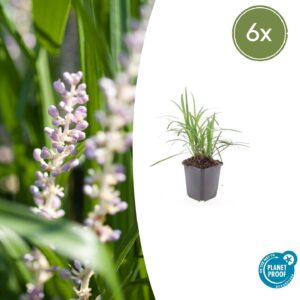 Liriope muscari “Monroe White” (6 Stück) | Lilientraube | +/- 10–25cm | ø 9cm