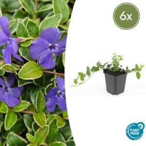 Vinca minor “Ralph Shugert” (6 Stück) | Kleines Immergrün | +/- 10–25cm | ø 9cm