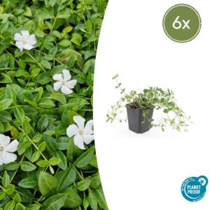 Vinca minor “Gertrude Jekyll” (6 Stück) | Kleines Immergrün | +/- 10–25cm | ø 9cm