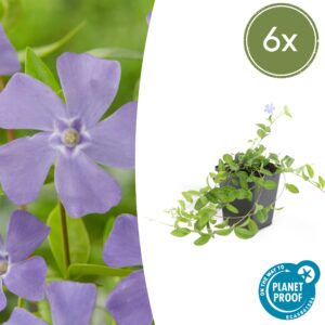 Vinca minor (6 Stück) | Kleines Immergrün | +/- 10-25cm | ø 9cm