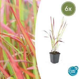 Imperata cylindrica “Red Baron” (6 Stück) | Japanisches Blutgras | +/- 10-25cm | ø 9cm