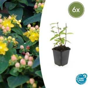 Hypericum inodorum “Annebel” (6 Stück) | Johanniskraut | +/- 10-25cm | ø 9cm