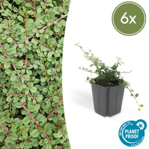 Cotoneaster procumbens "Queen of Carpets" (6 Stück) | Zwergmispel | +/- 10-25cm | ø 9cm