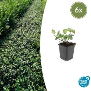 Euonymus fortunei "Dart's Blanket" (6 Stück) | Kriechspindel | +/- 10-25cm | ø 9cm