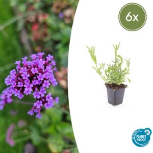 Verbena bonariensis (6 Stück) | Eisenkraut | +/- 10-25cm | ø 9cm
