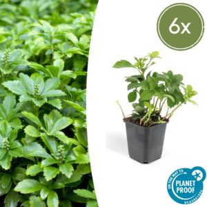 Pachysandra terminalis “Green Carpet” (6 Stück) | Dickmännchen | +/- 10-25cm | ø 9cm