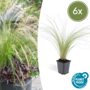 Stipa tenuissima "Ponytails" (6 Stück) | Federgras | +/- 10-25cm | ø 9cm