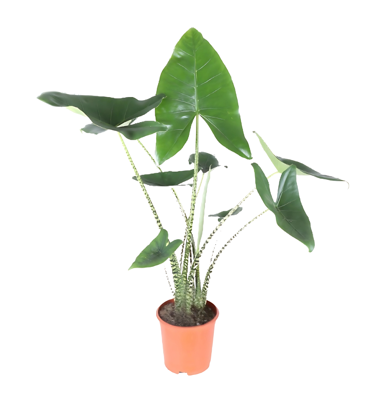 Alocasia “Zebrina” | Elefantenohr | +/- 80cm | ø 21cm Topf 1 Alocasia “Zebrina” | Elefantenohr | +/- 80cm | ø 21cm Topf