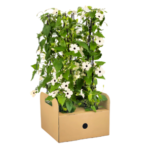 Thunbergia alata “Sunny Susy White” (4 Stück) | Schwarzäugige Susanne | +/- 60cm | ø 13cm