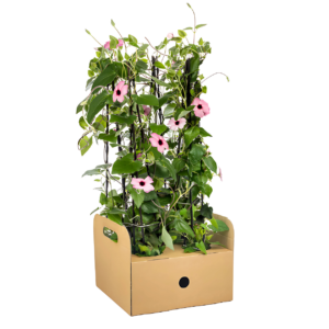 Thunbergia alata “Sunny Susy Rose Sensation” (4 Stück) | Schwarzäugige Susanne | +/- 60cm | ø 13cm