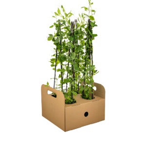 Lathyrus odoratus (4 Stück) | Duftwicke | +/- 60cm | ø 13cm