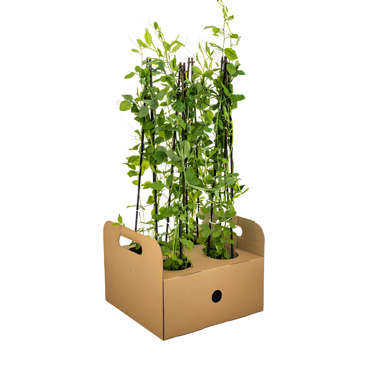 Lathyrus odoratus (4 Stück) | Duftwicke | +/- 60cm | ø 13cm 1 Lathyrus odoratus (4 Stück) | Duftwicke | +/- 60cm | ø 13cm