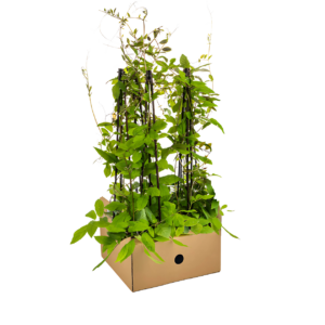 Cobea scandens “Violet Blue” (4 Stück) | Glockenrebe | +/- 60cm | ø 13cm