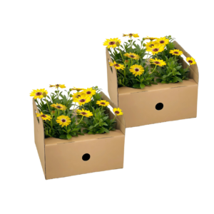 Osteospermum ecklonis “Gelb” (8 Stück) | Kapmargerite | +/- 20cm | ø 12cm