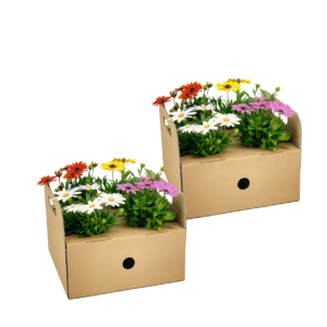 Osteospermum ecklonis “Mix” (8 Stück) | Kapmargerite | +/- 20cm | ø 12cm