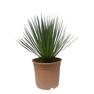 Yucca rostrata | Blaue Palmlilie | +/- 60cm | ø 24cm
