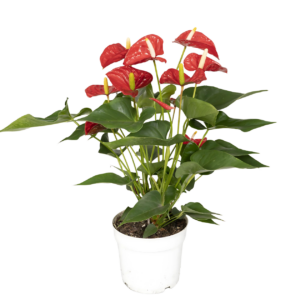 Anthurium “Red” | Rote Flamingoblume | +/- 55cm | ø 17cm Topf