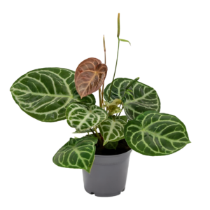 Anthurium “Crystal Hybride Compact” | Kompakte Kristall-Flamingoblume | +/- 40cm | ø 17cm Topf