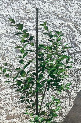 Pflanzstab Stahl 1 Pflanzstab Stahl