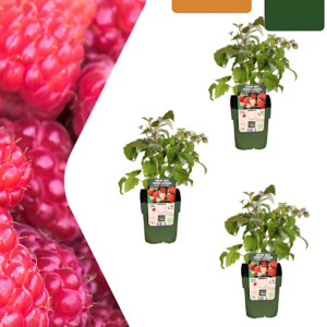 Bio Himbeerpflanzen (3 Stück) | +/- 20 cm | ø 13 cm