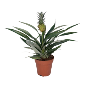 Bromelia “Ananas” | Ananaspflanze | +/- 30cm | ø 12cm Topf