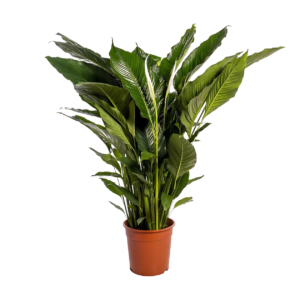Spathiphyllum “Sweet Sebastiano” | Einblatt | +/- 110cm | ø 24cm Topf