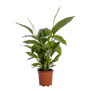 Spathiphyllum “Bingo Cupido” | Einblatt | +/- 80cm | ø 19cm Topf