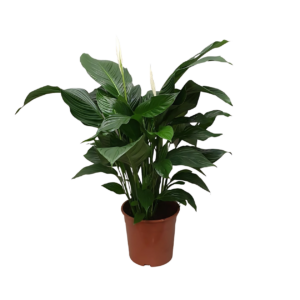 Spathiphyllum “Sweet Silvana” | Einblatt | +/- 80cm | ø 24cm Topf
