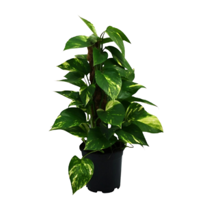 Scindapsus Epipremnum | Efeutute | +/- 50cm | ø 15cm Topf