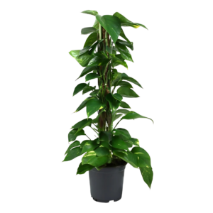 Scindapsus Epipremnum | Efeutute | +/- 80cm | ø 19cm Topf
