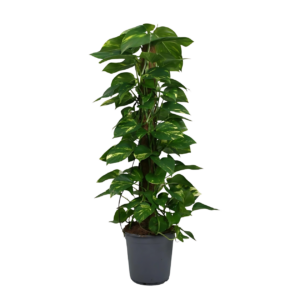 Scindapsus Epipremnum | Efeutute | +/- 120cm | ø 24cm Topf