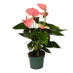 Anthurium “Sweet Dream” | Flamingoblume | +/- 35cm | ø 12cm Topf