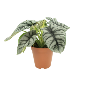 Alocasia “Silver Dragon” | Elefantenohr | +/- 45cm | ø 12cm Topf