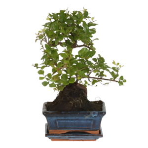 Bonsai-Baum “S-Form” | Bonsai S-Vorm | +/- 15cm | ø 15cm Topf