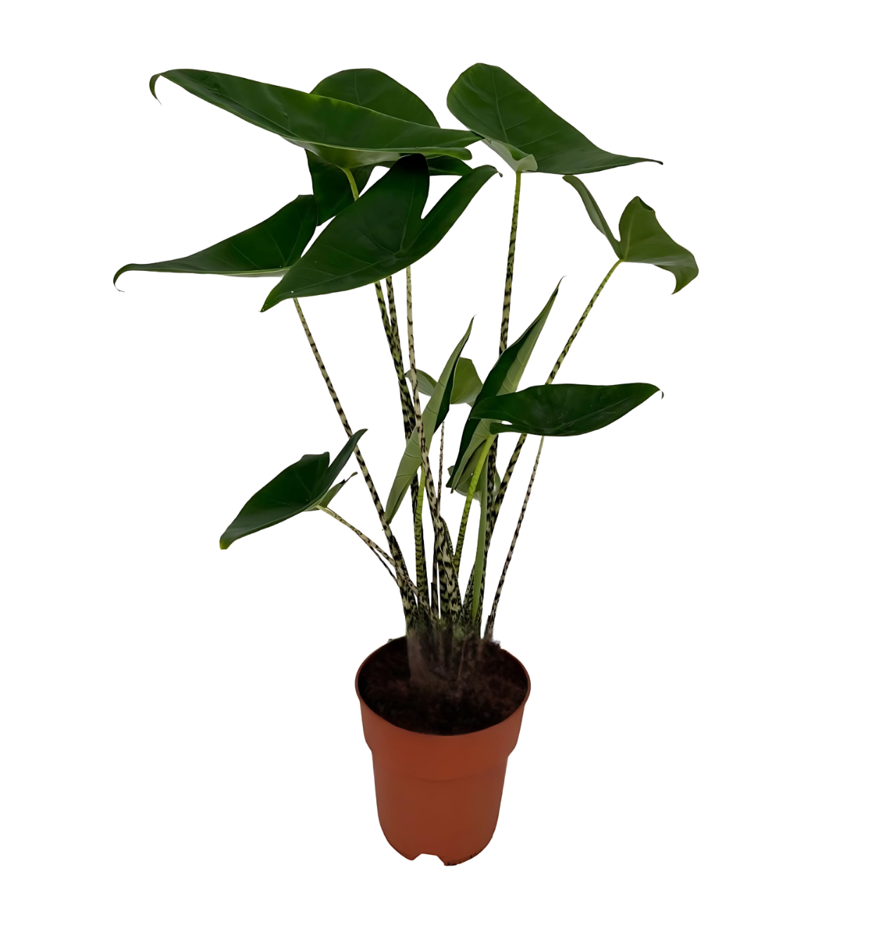 Alocasia “Zebrina” | Elefantenohr | +/- 75cm | ø 19cm Topf 1 Alocasia “Zebrina” | Elefantenohr | +/- 75cm | ø 19cm Topf
