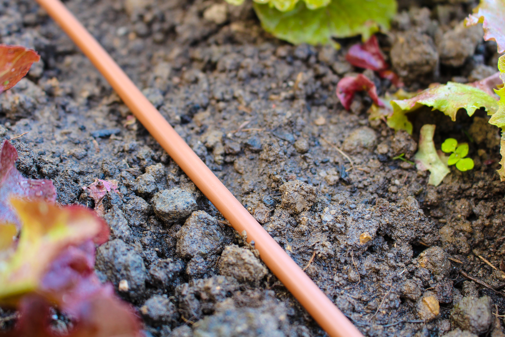 Tropfschlauch 1 Tropfschlauch