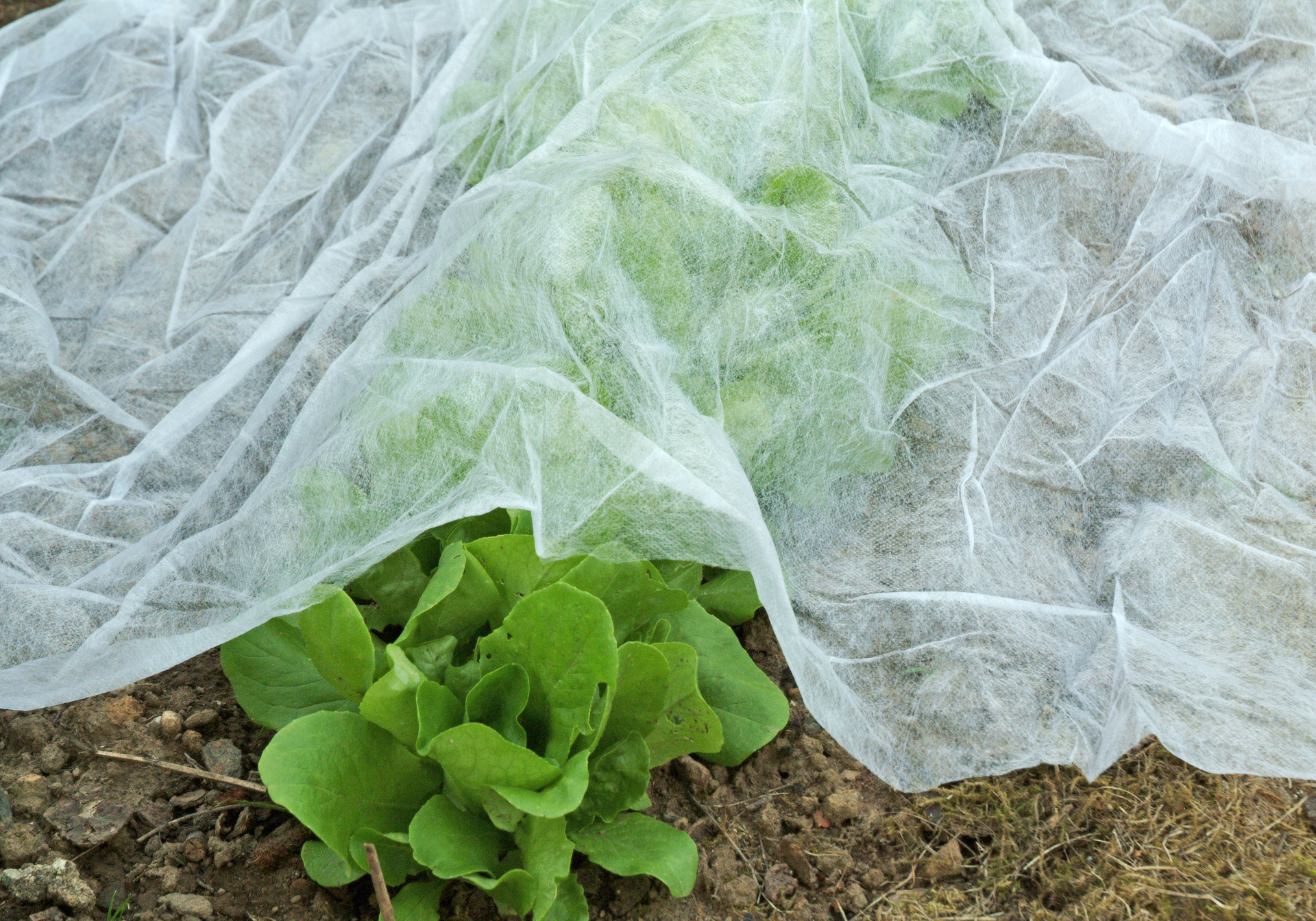 Gartenvlies weiß 1,5x10m 1 Gartenvlies weiß 1,5x10m