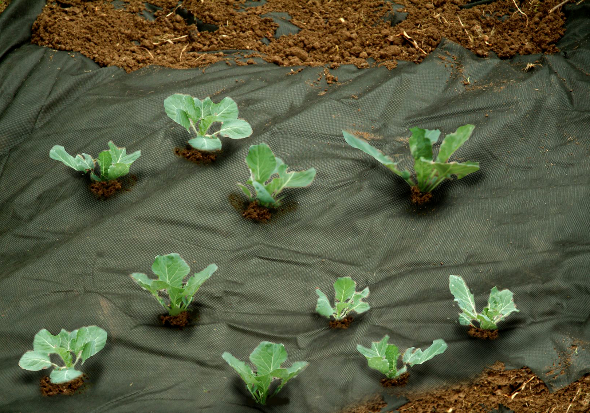 Unkrautvlies schwarz 1,2x10m 1 Unkrautvlies schwarz 1,2x10m