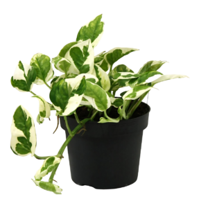 Scindapsus Epipremnum “N’Joy” | Efeutute | +/- 15cm | ø 12cm Topf