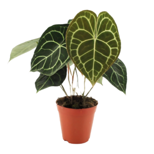 Anthurium “Clarinervium” | Samtblattanthurie | +/- 25cm | ø 15cm Topf
