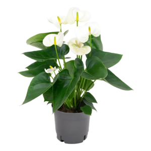 Anthurium “White” | Weiße Flamingoblume | +/- 43cm | ø 12cm Topf