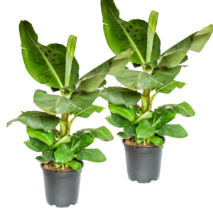 2er-Set Musa | Bananenpflanze | +/- 40-50cm | ø 12-15cm Topf